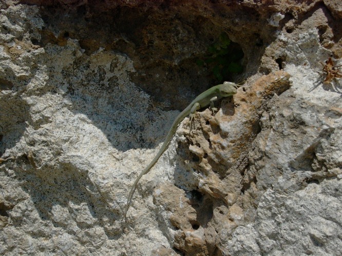 Lucertolina siracusana